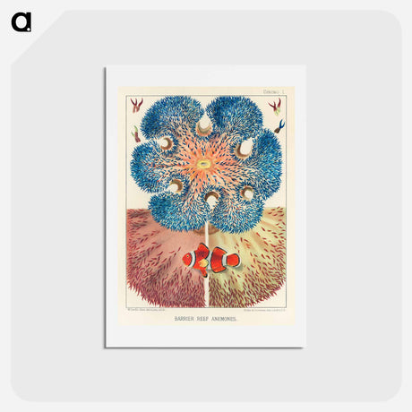 アートポストカード-Barrier Reef Anemones - オーストラリアのグレートバリアリーフ Postcard.