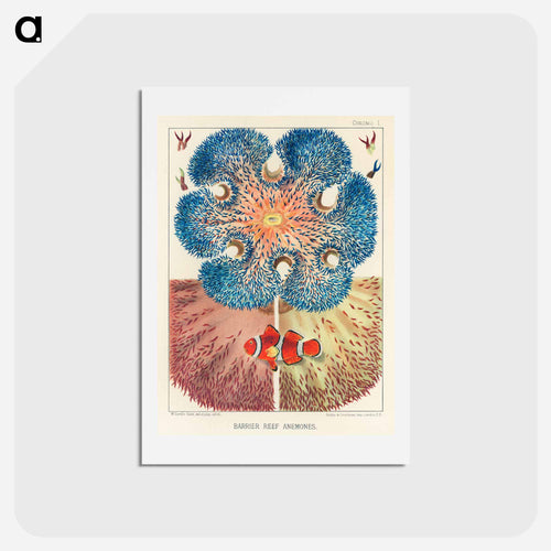Barrier Reef Anemones - オーストラリアのグレートバリアリーフ Postcard.