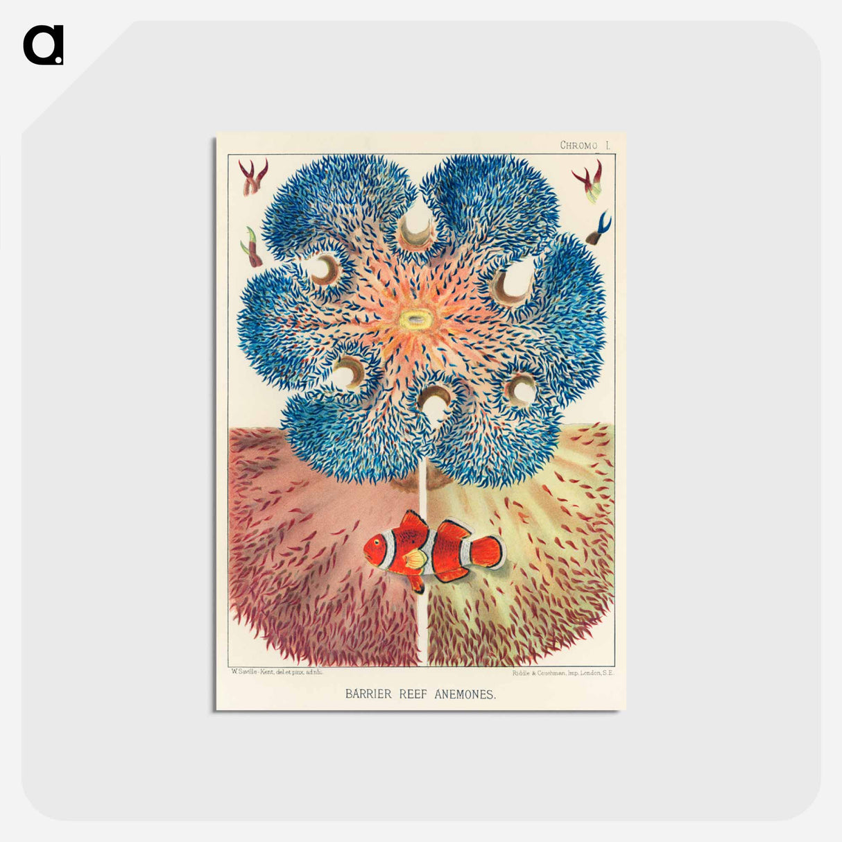 アートポストカード-Barrier Reef Anemones - オーストラリアのグレートバリアリーフ Postcard.