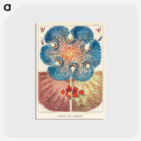 アートポストカード-Barrier Reef Anemones - オーストラリアのグレートバリアリーフ Postcard.