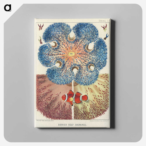 Barrier Reef Anemones - オーストラリアのグレートバリアリーフ Canvas.