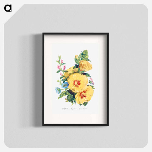Hollyhock, Hepatica and Rest Harrow
 - Flower Language Poster.