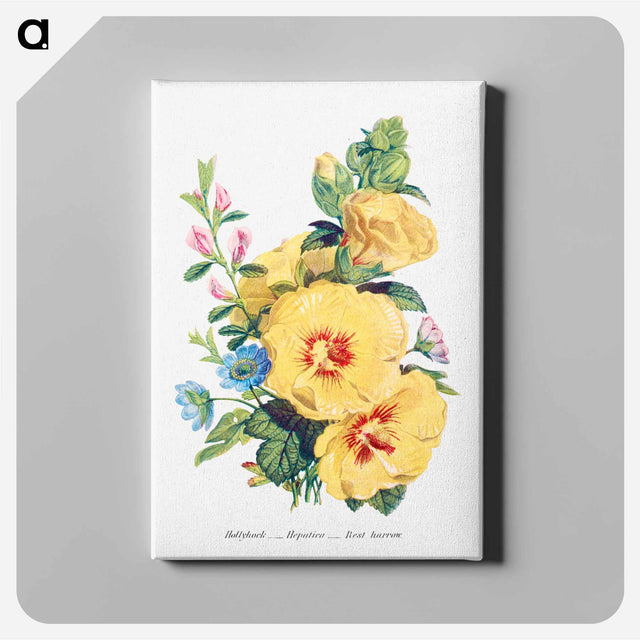 アートパネル-Hollyhock, Hepatica and Rest Harrow
 - 花言葉 Canvas.