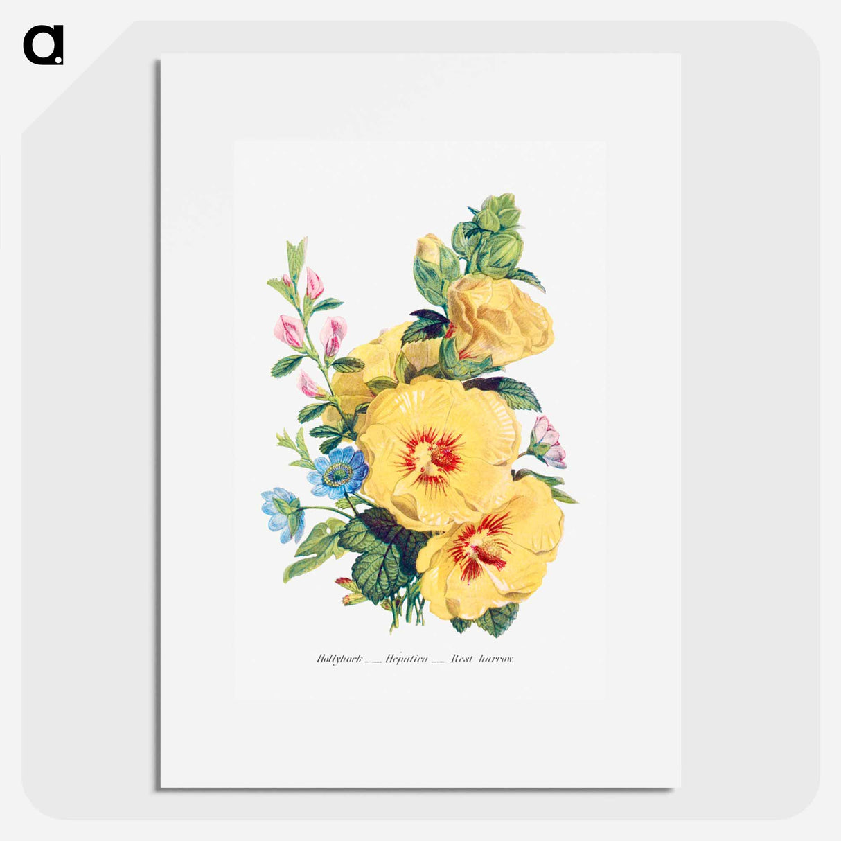 アートポスター-Hollyhock, Hepatica and Rest Harrow
 - 花言葉 Poster.
