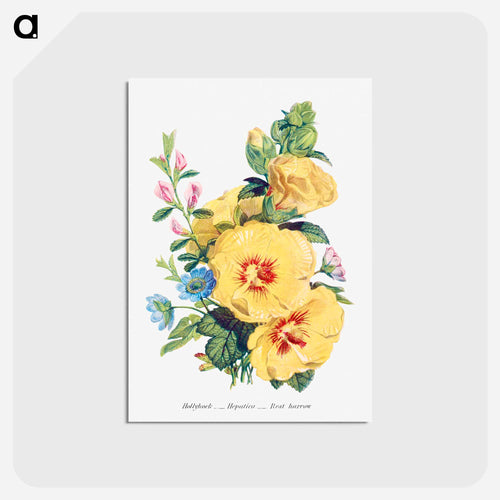 Hollyhock, Hepatica and Rest Harrow
 - Flower Language Postcard.