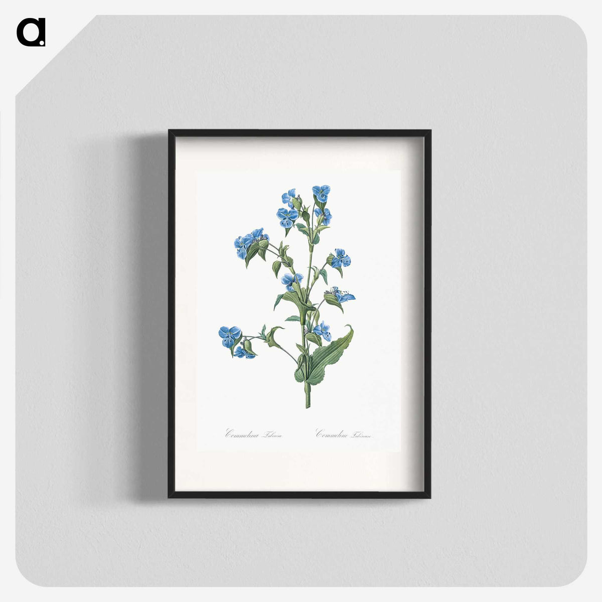 1-6_The-Lilies_blk