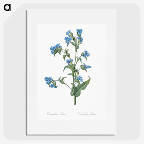 1-6_The-Lilies_picture