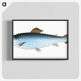 1-6_The-Natural-History-of-British-Fishes_blk-crop