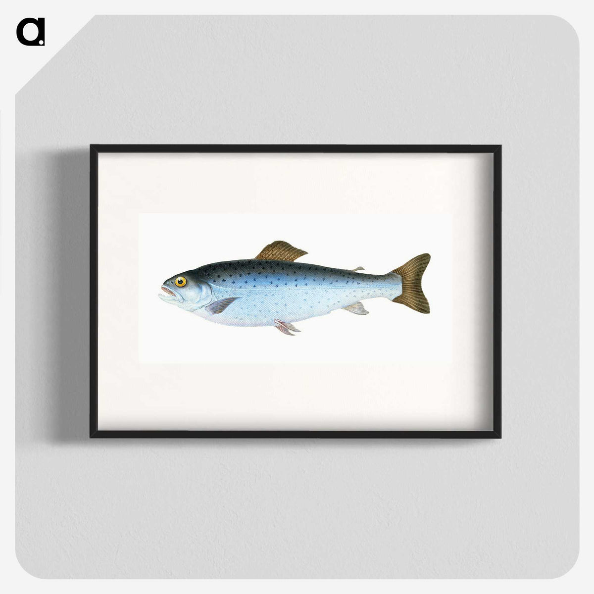 1-6_The-Natural-History-of-British-Fishes_blk