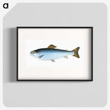 1-6_The-Natural-History-of-British-Fishes_blk