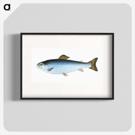 1-6_The-Natural-History-of-British-Fishes_blk