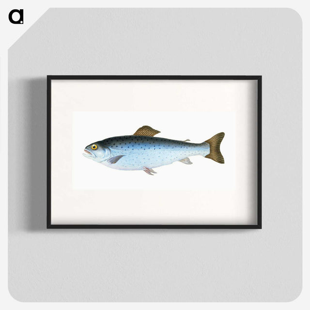 1-6_The-Natural-History-of-British-Fishes_blk