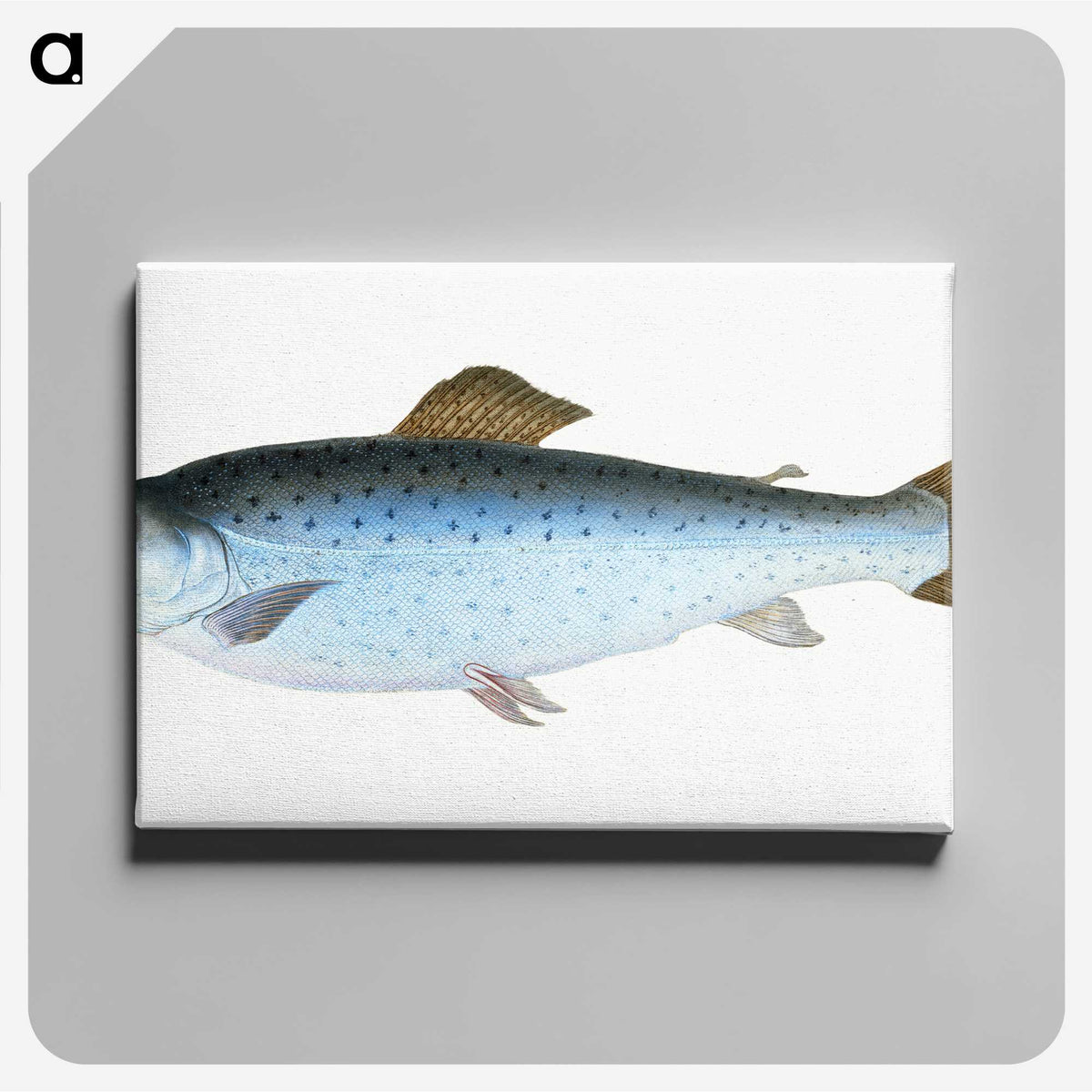1-6_The-Natural-History-of-British-Fishes_canvas