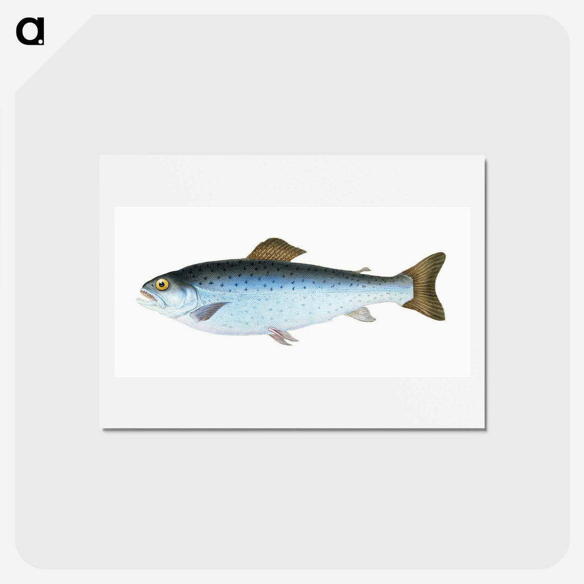 1-6_The-Natural-History-of-British-Fishes_hagaki