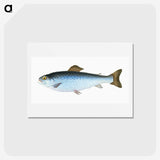 1-6_The-Natural-History-of-British-Fishes_hagaki
