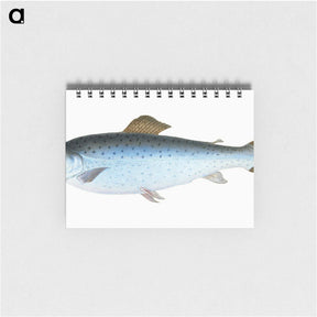 1-6_The-Natural-History-of-British-Fishes_memo