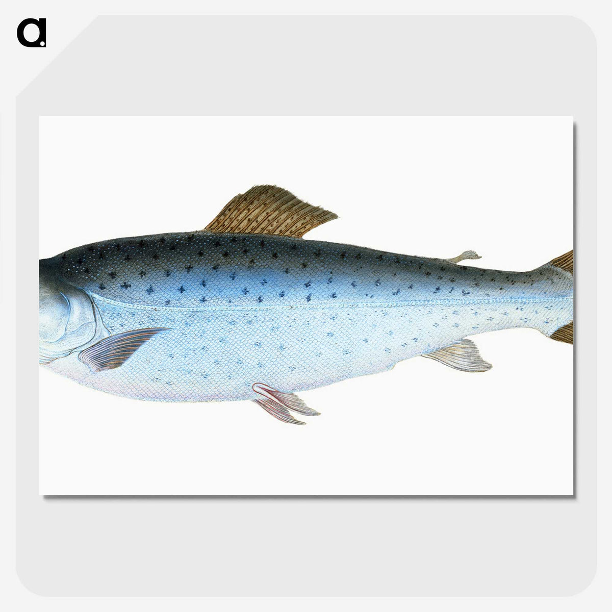 1-6_The-Natural-History-of-British-Fishes_picture-crop