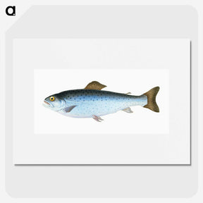1-6_The-Natural-History-of-British-Fishes_picture