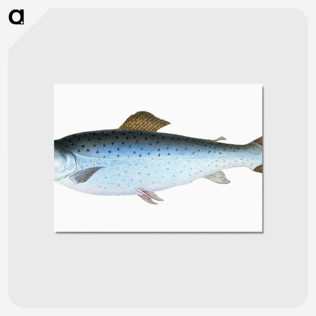 1-6_The-Natural-History-of-British-Fishes_postcard