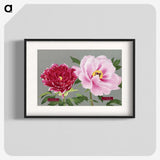 1-6_The-Picture-Book-of-Peonies_blk