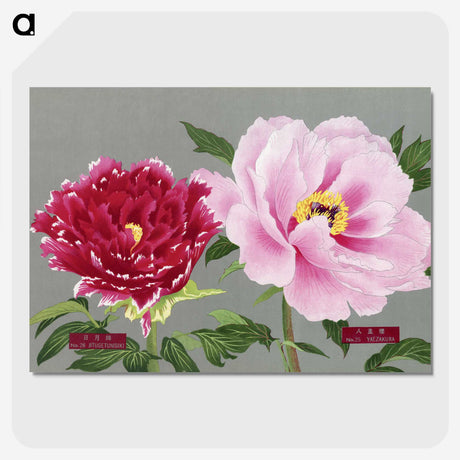 1-6_The-Picture-Book-of-Peonies_picture-crop