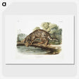 1-6_The-Viviparous-Quadrupeds_picture