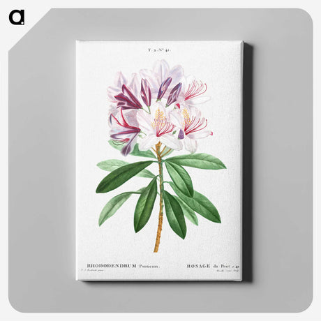 1-6_Treatise-on-Trees-and-Shrubs_canvas