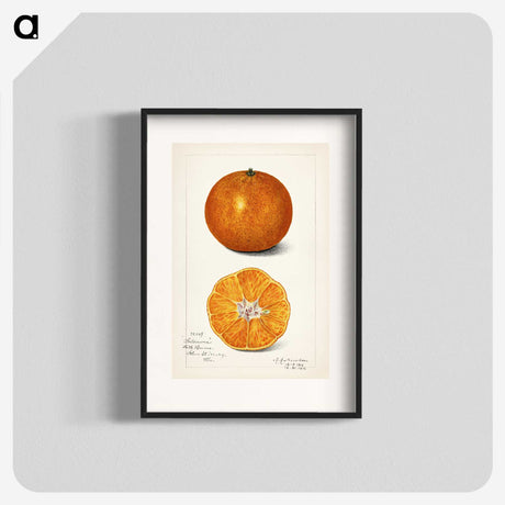 1-6_USDA-Watercolor-Fruit-Painting-Collection_blk