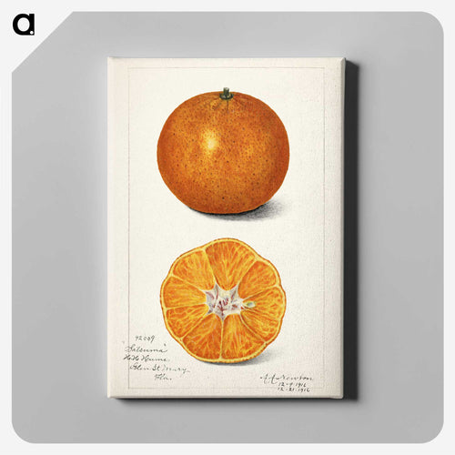 オレンジ - USDA 水彩フルーツ絵画コレクション Canvas.