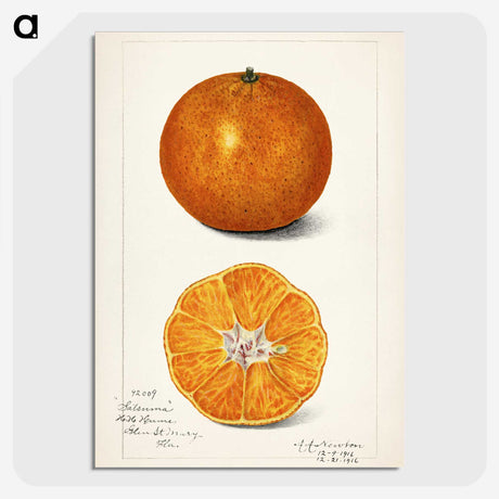1-6_USDA-Watercolor-Fruit-Painting-Collection_picture-crop