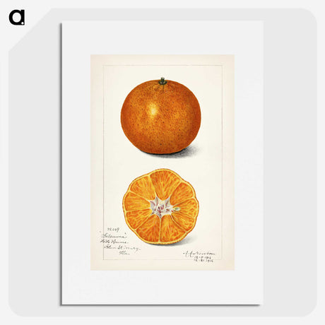 1-6_USDA-Watercolor-Fruit-Painting-Collection_picture