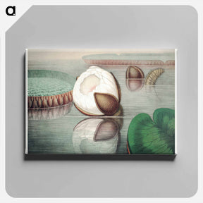 アートパネル-The Victoria Regia; or the Great Water Lily of America - ビクトリア レジア Canvas.