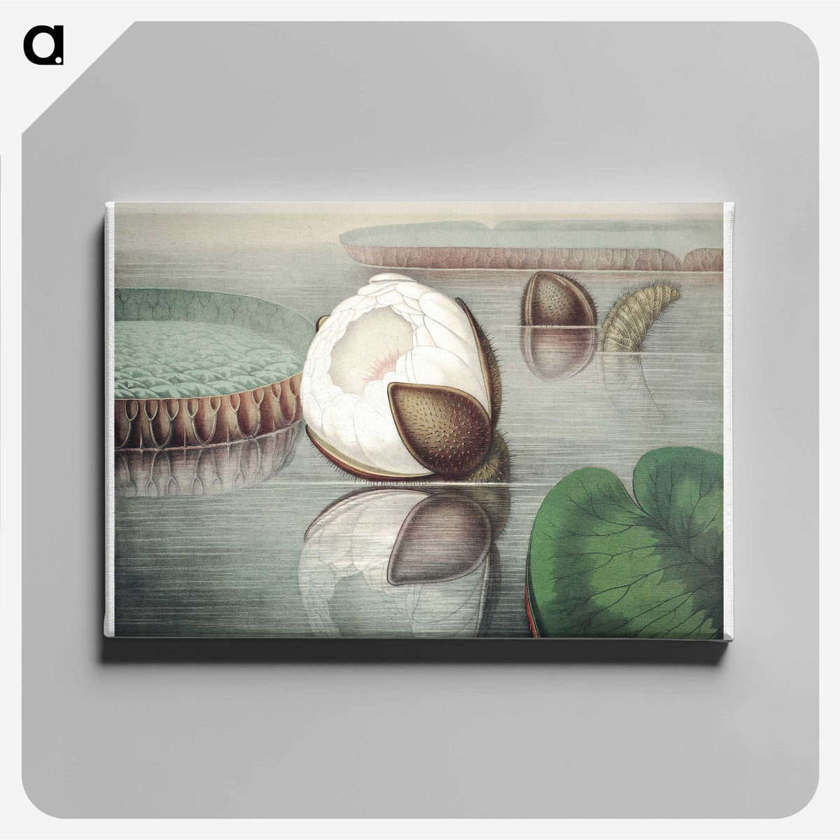 1-6_Victoria-Regia_canvas