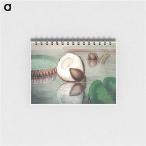 アートメモ帳-The Victoria Regia; or the Great Water Lily of America - ビクトリア レジア Memo.