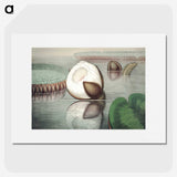 1-6_Victoria-Regia_picture