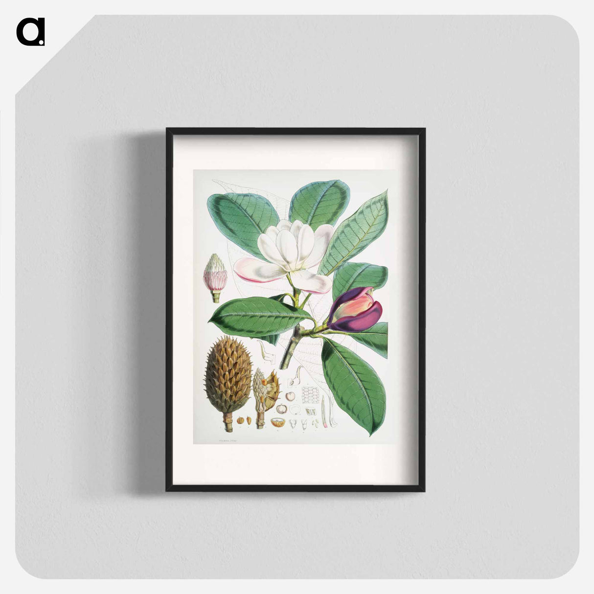 Talauma Hodgsoni - ウォルター フッド フィッチ Poster.