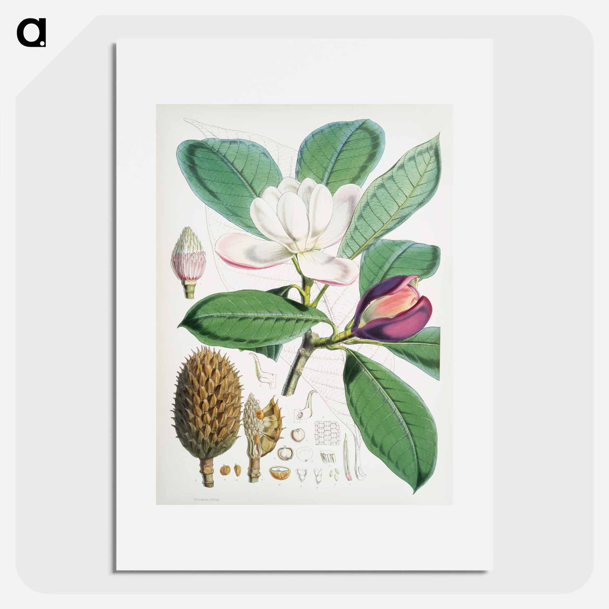 Talauma Hodgsoni - ウォルター フッド フィッチ Poster.