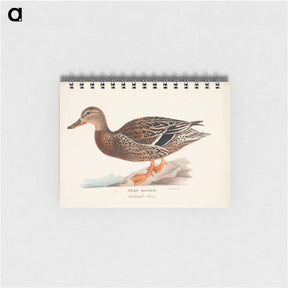アートメモ帳-Female mallard - ヴィルヘルム フォン ライト Memo.