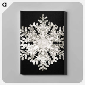 アートパネル-Photomicrograph of Stellar Snowflake No. 586 - ウィルソン ベントレー Canvas.