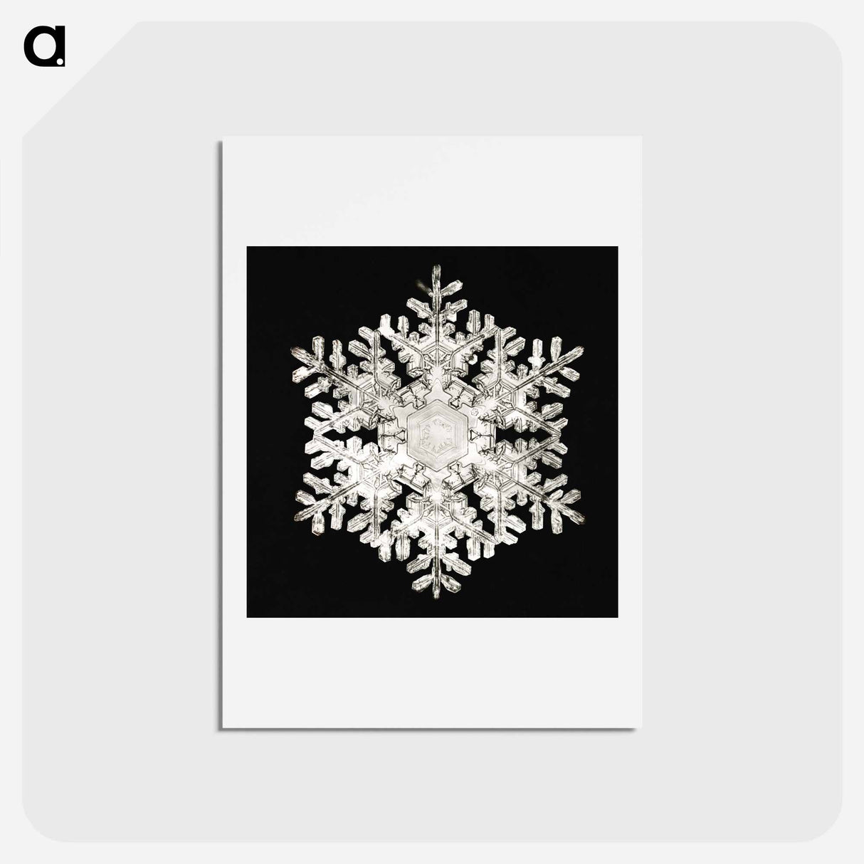アートポストカード-Photomicrograph of Stellar Snowflake No. 586 - ウィルソン ベントレー Postcard.