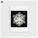 アートポストカード-Photomicrograph of Stellar Snowflake No. 586 - ウィルソン ベントレー Postcard.