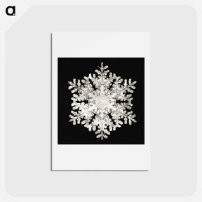 アートポストカード-Photomicrograph of Stellar Snowflake No. 586 - ウィルソン ベントレー Postcard.
