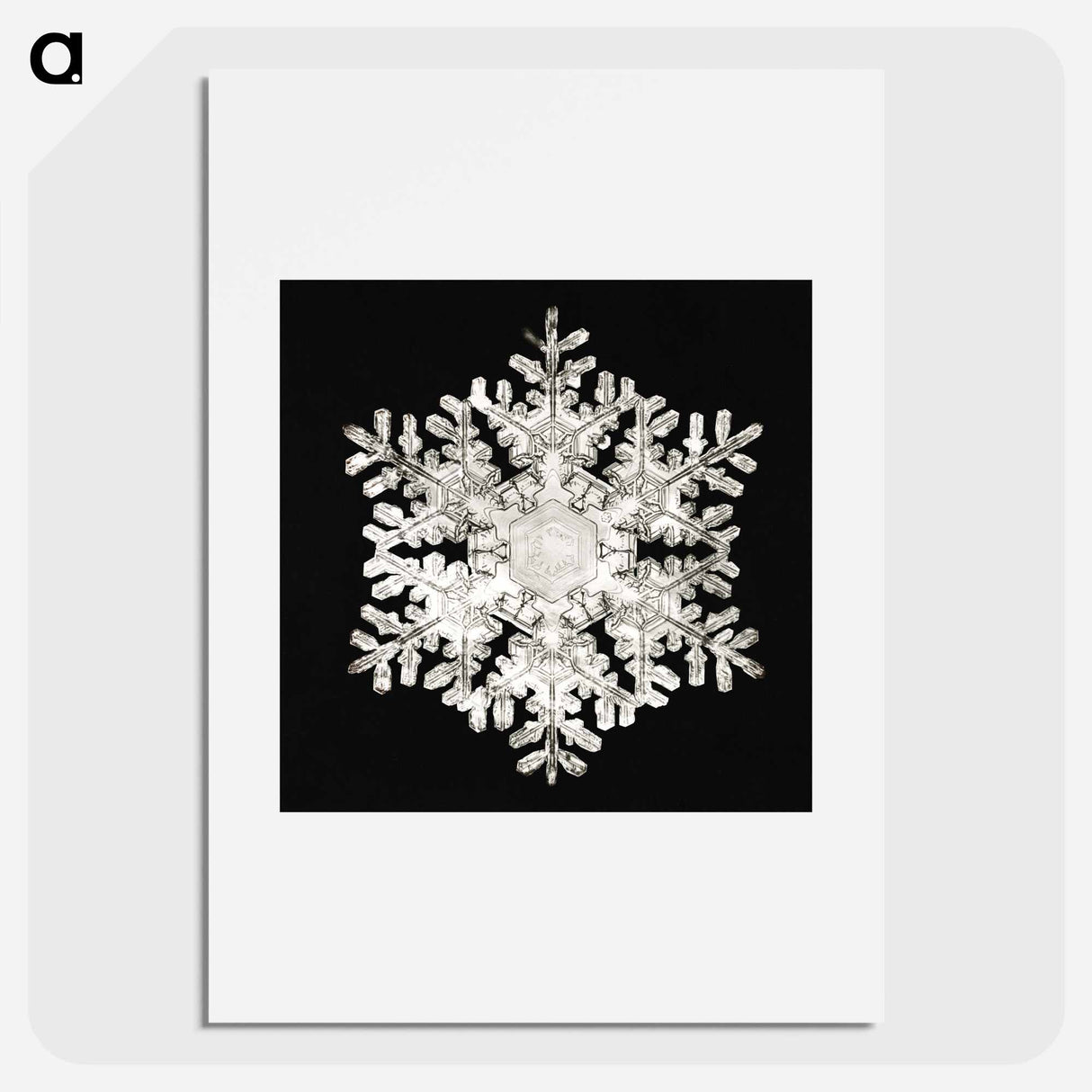 Photomicrograph of Stellar Snowflake No. 586 - ウィルソン ベントレー Poster.