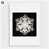 Photomicrograph of Stellar Snowflake No. 586 - ウィルソン ベントレー Poster.