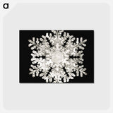 アートポストカード-Photomicrograph of Stellar Snowflake No. 586 - ウィルソン ベントレー Postcard.