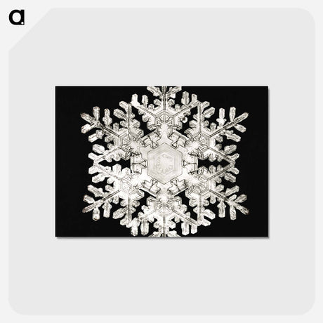 アートポストカード-Photomicrograph of Stellar Snowflake No. 586 - ウィルソン ベントレー Postcard.