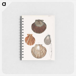 アートメモ帳-Different types of seashells illustration from Zoology of New York by James Ellsworth De Kay - ニューヨークの動物学 Memo.