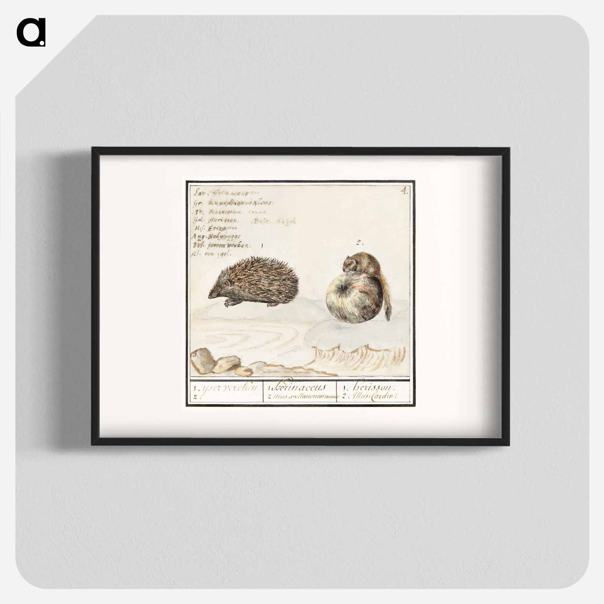 Hedgehog, Erinaceus europaeus and a Hazel dormouse, Muscardinus avellanarius - アンセルムス ボエティウス デ ブート Poster.
