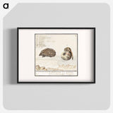 Hedgehog, Erinaceus europaeus and a Hazel dormouse, Muscardinus avellanarius - アンセルムス ボエティウス デ ブート Poster.