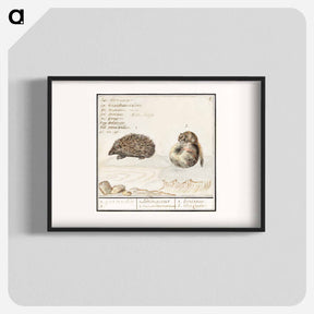 アートポスター-Hedgehog, Erinaceus europaeus and a Hazel dormouse, Muscardinus avellanarius - アンセルムス ボエティウス デ ブート Poster.